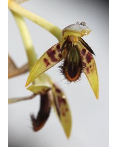 Bulbophyllum schinzianum