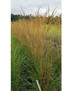 Calamagrostis x acutiflora 'Karl Foerster' / Calamagrostide