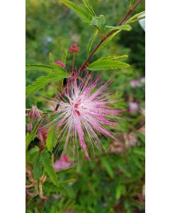 Calliandra surinamensis 'Dixie Pink'