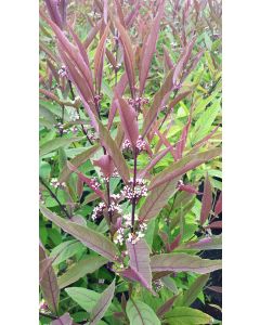 Callicarpa kwangtungensis / Arbuste aux bonbons