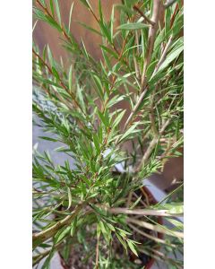 Callistemon rigidus 'Woodlander's Hardy' 