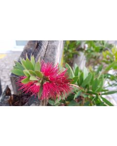 Callistemon viminalis HOT PINK 'Kko1'