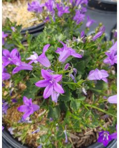 Campanula portenschlagiana 'Catharina' / Campanule des murs