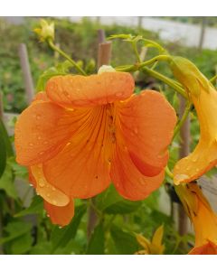 Campsis grandiflora / Bignone à grandes fleurs 