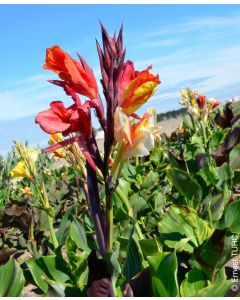 Canna 'Cleopatra' / Balisier panaché jaune et rouge