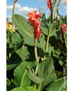 Canna 'Eden' / Canna Géant Eden