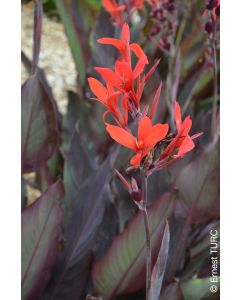 Canna 'Ibis' / Canna Géant à feuillage pourpre