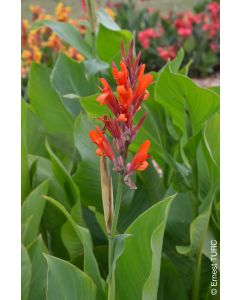 Canna 'Marabout' / Canna Géant Marabout