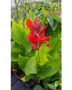 Canna indica Rouge 