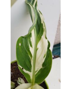 Canna 'Stuttgart' / Canna panaché