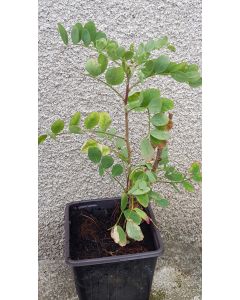 Caragana arborescens / Acacia jaune