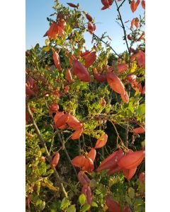 Colutea arborescens / Baguenaudier
