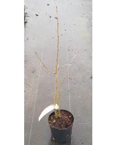 Caragana arborescens / Acacia jaune