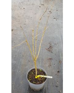 Caragana arborescens / Acacia jaune