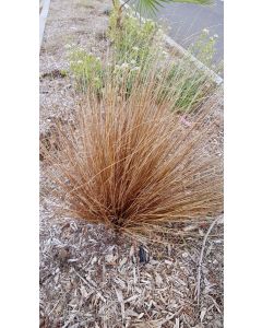 Carex flagellifera 'Bronzita' / Laîche à flagelles