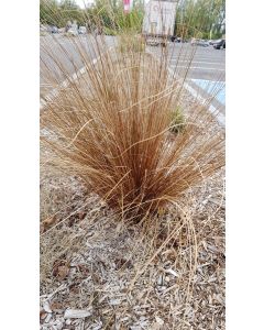 Carex buchananii / Laîche de Buchanan