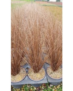 Carex buchananii 'Red Rooster' / Laîche de Buchanan