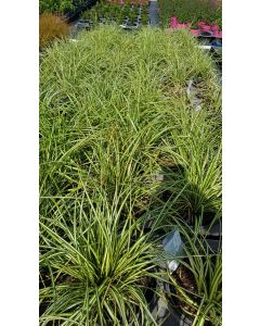 Carex oshimensis 'Evergold'  / Laîche d’Oshima Evergold
