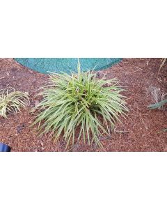 Carex morrowii 'Ice Dance'  / Laîche du Japon