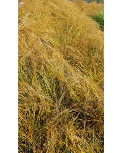 Carex testacea 'Prairie Fire'  / Laîche orange