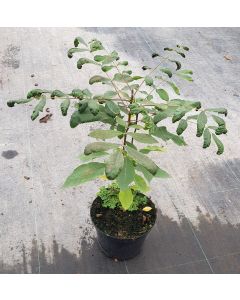 Carya illinoinensis / Pacanier à Noix de Pécan