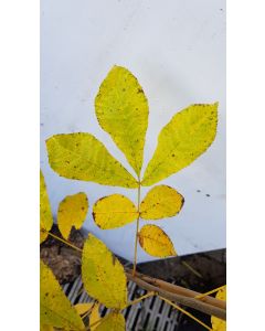 Carya illinoinensis / Pacanier à Noix de Pécan