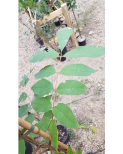 Carya illinoinensis / Pacanier à Noix de Pécan