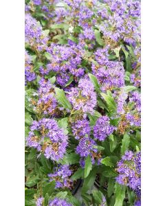 Caryopteris x clandonensis 'Grand Bleu' / Spirée bleue