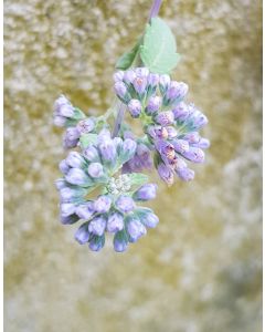 Caryopteris mongholica / Caryopteris mongholica