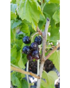Ribes nigrum ‘Ben Tirran’ / Cassissier ‘Ben Tirran’