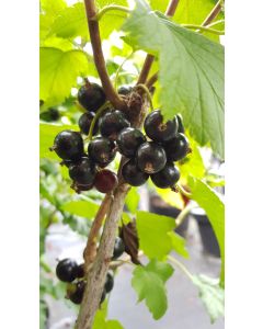 Ribes nigrum 'Blackdown' / Cassissier 'Blackdown'