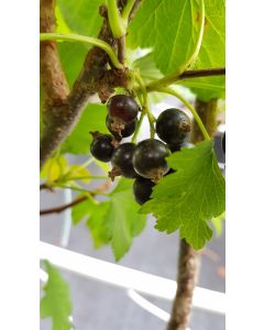 Ribes nigrum 'Costwold Cross' / Cassissier 'Costwold Cross' 