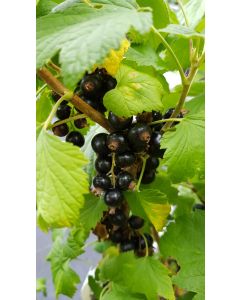 Ribes nigrum 'Noir de Bourgogne' / Cassissier 'Noir de Bourgogne'