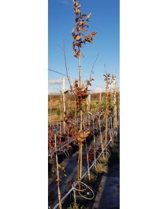 Castanea henryi / Châtaigner d’Henry