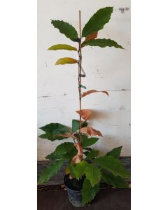 Castanea henryi / Châtaigner d’Henry