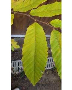 Castanea mollissima / Châtaigner chinois