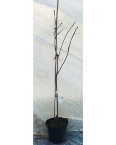 Castanea sativa 'Aspleniifolia' (De greffe) / Châtaignier à feuille de fougère