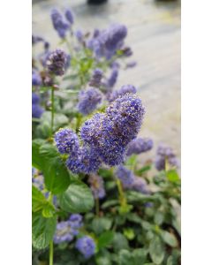 Ceanothus griseus 'Yankee Point' / Céanothe de Carmel