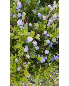 Ceanothus thrysiflorus 'Skylark' / Lilas de Californie Bleu
