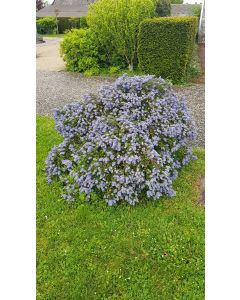 Ceanothus thrysiflorus 'Repens' / Lilas de Californie rampant