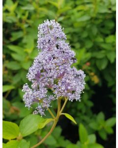 Ceanothus x delilianus 'Gloire de Versailles' / Ceanothe Hybride
