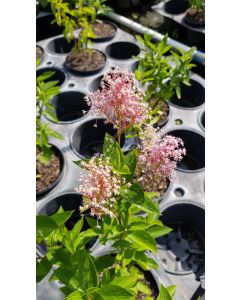 Ceanothus x pallidus 'Marie Simon' / Ceanothe Hybride