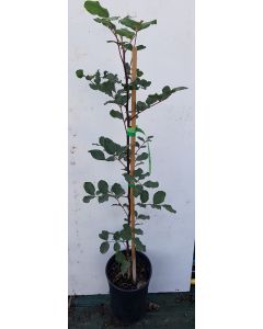 Ceratonia siliqua (Semis) / Caroubier