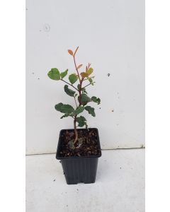 Ceratonia siliqua / Caroubier