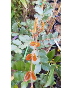 Ceratonia siliqua (De semis) / Caroubier