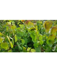 Cercidyphyllum Japonicum / Katsura ou arbre au caramel