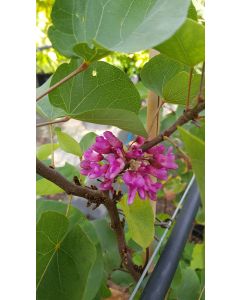 Cercis silicastrum / Arbre de Judée