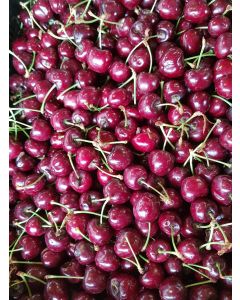 Prunus x 'Carmine Jewel' / Griottier nain