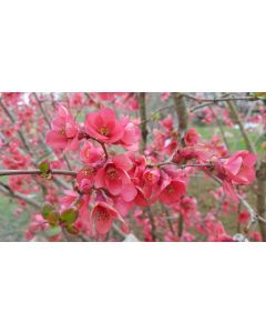 Chaenomeles speciosa 'Umbilicata' / Cognassier du Japon rose