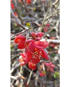 Chaenomeles speciosa 'Rubra Grandiflora' / Cognassier du Japon rouge